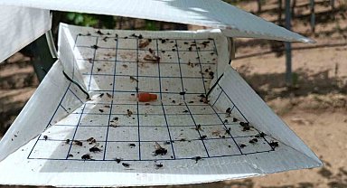 Tarım alanlarını korumak için tuzaklar kuruldu