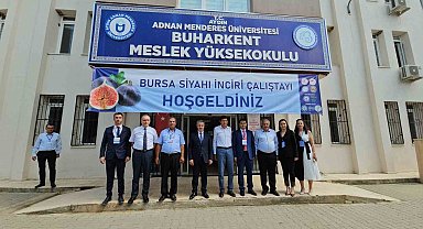 Taze incirde erkenciliği ile Buharkent rakip tanımıyor