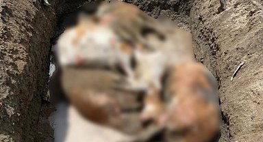 Tek geçim kaynağı olan inekleri yangında telef oldu