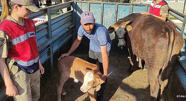 Tek ineğiydi çalındı, jandarma buldu