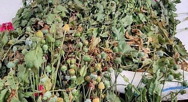 Tekirdağ'da 384 kök haşhaş bitkisi ele geçirildi