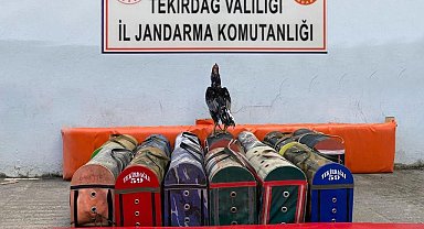 Tekirdağ'da çiftliğe horoz operasyonu: 20 bin lira ceza kesildi