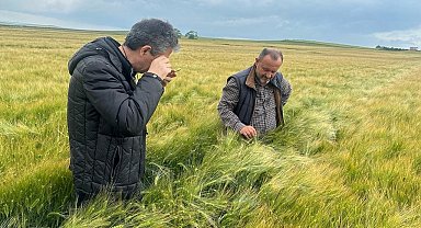 Tekirdağ'da hububat hastalık ve zararlı kontrolleri sürüyor