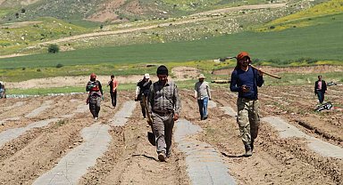 Terörün yerini huzura bıraktığı Şırnak arazileri tarımla canlanıyor