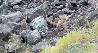 Tilki yavrularının oyun anları kamerada