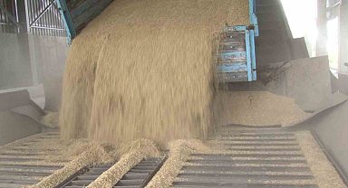 TMO tarafından arpa alımı başladı