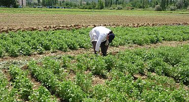 Tokat'ta anason üretimi için araştırma yapılıyor
