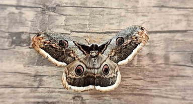 Tokat'ta dev Tavus güvesi görüldü