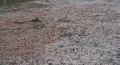 Tokat'ta meyve ağaçları ve ekili arazileri dolu vurdu