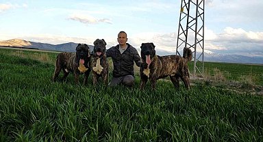 Tomarza Çaparları Tescillenme Çalışmaları Başladı