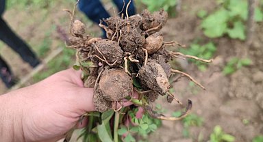 Trabzon'da ilk kez dikimi yapılan salepin hasatı yapıldı