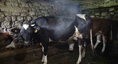 Trabzon'un 85 mahallesine şap hastalığı nedeniyle hayvan giriş ve çıkışı yasaklandı