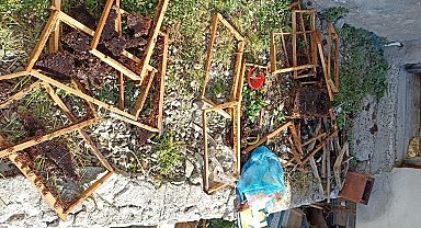 Trabzon'un o ilçesinde ayı kabusu sürüyor