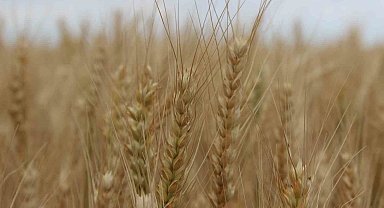 Trakya'da ekili alanlarda rekoltenin geçen seneye göre artması bekleniyor