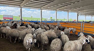 TÜDKİYEB Genel Başkanı Çelik: "Fiyatlar çok makul ve küçükbaşa da çok ilgi var"