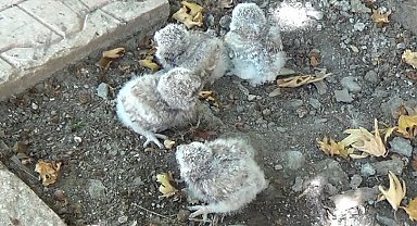 Tunceli'de annelerinin terk ettiği yavru baykuşlar koruma altına alındı