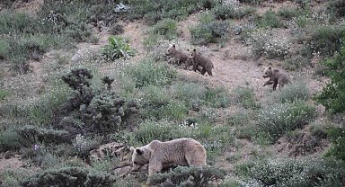 Tunceli'de bozayı yavruları fotoğraflandı
