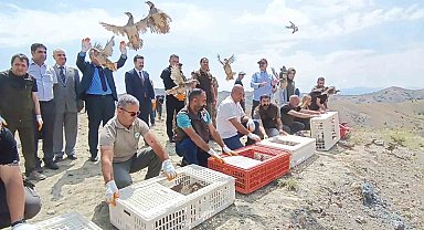 Tunceli'de doğaya 600 keklik salındı