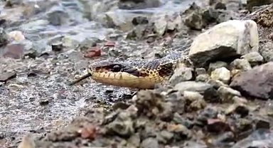 Tunceli'de sarı yılan görüntülendi