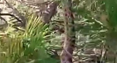 Tunceli'de sarı yılan görüntülendi