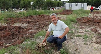 Turgutlu'da çam ağaçlarının kesilmesine tepki