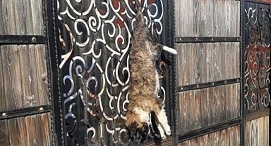 Turgutlu'da sokak köpeğini çiftlik evinin kapısına astılar