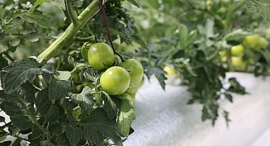 Türkiye'de ilk olan sistemin mahsulleri büyüdü, hasat şenlikle başlayacak