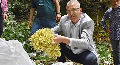 Türkiye'nin en büyük ıhlamur ormanlarında hasat gün sayıyor