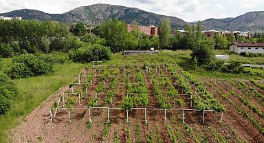 Umut serasında bulunan fidanlar dünyada tek olma özelliği taşıyor