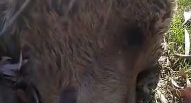 Uyuyor sandığı ayının ölü olduğunu anladı, o anları cep telefonuyla kaydetti