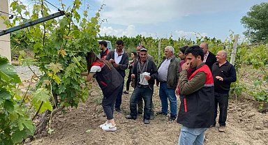 Üzüm bağlarında biyoteknik mücadele çalışmaları