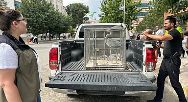 Valilik bahçesine düşen gri balıkçıl tedavi altına alındı