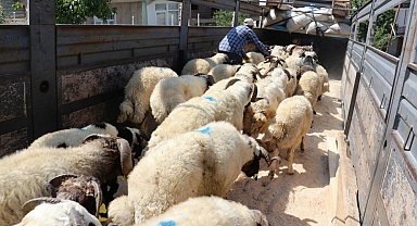 Van'da 58 bin kurbanlık hayvan sevk edilmeye hazır