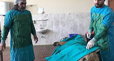 Van'da aracın çarptığı ayı tedaviye alındı