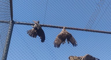 Van'da kargaların yaraladığı arı şahinleri tedavi altına alındı