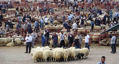 Van'da kurbanlık hayvanlar görücüye çıktı