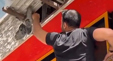 Van'da mahsur kalan güvercin ile kedi kurtarıldı