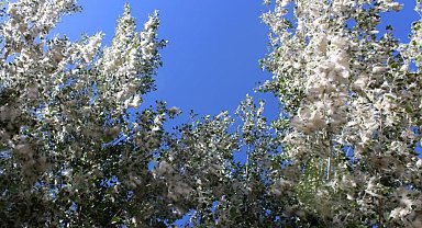 Van'da polen yoğunluğu: Alerjik hastalığı olanlara uyarı