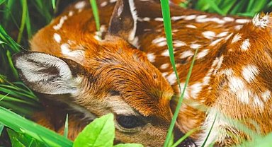 Yaban hayatına dokunma, annesinden ayırma