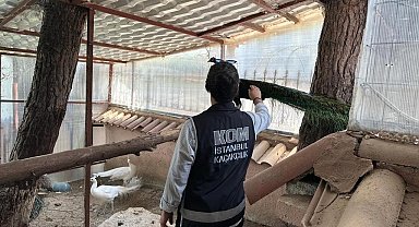 Yabani hayvan çiftliğine dönüştürülen villaya operasyon: 12 geyik ve 6 tavus kuşuna el konuldu