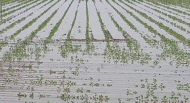 Yağışlar, Söke Ovası'nda pamuğa mantar getirdi