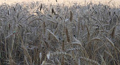 Yağmur yağdı, buğdaylar tarlada kaldı