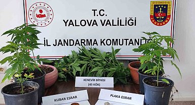 Yalova'da evinde kenevir yetiştiren zanlı gözaltına alındı