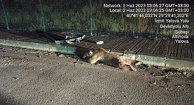 Yalova'da taksinin çarptığı ayının ayakları kırıldı