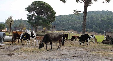 Yangınsavar inekler, askeri alanı yangından korumak için otluyor