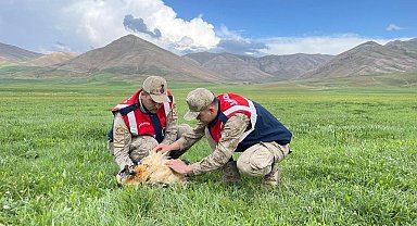 Yaralı akbaba koruma altına alındı