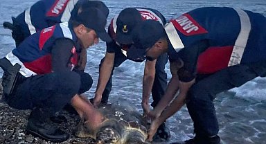 Yaralı Caretta'nın yardımına Jandarma koştu
