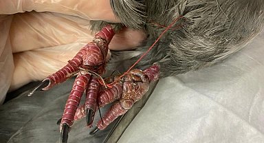 Yaralı güvercine hayvanseverler sahip çıktı