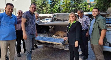 Yaralı karacayı vatandaşlar kurtardı