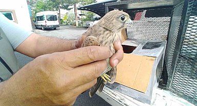 Yaralı kerkenez kuşuna yardım eli